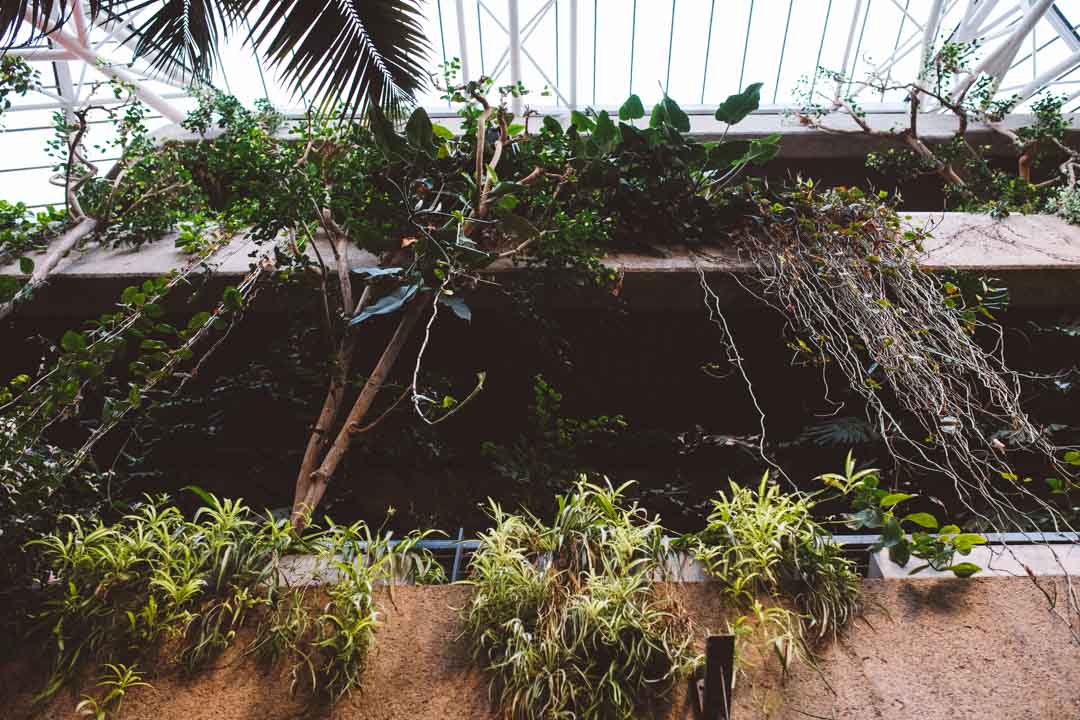 Barbican Conservatory