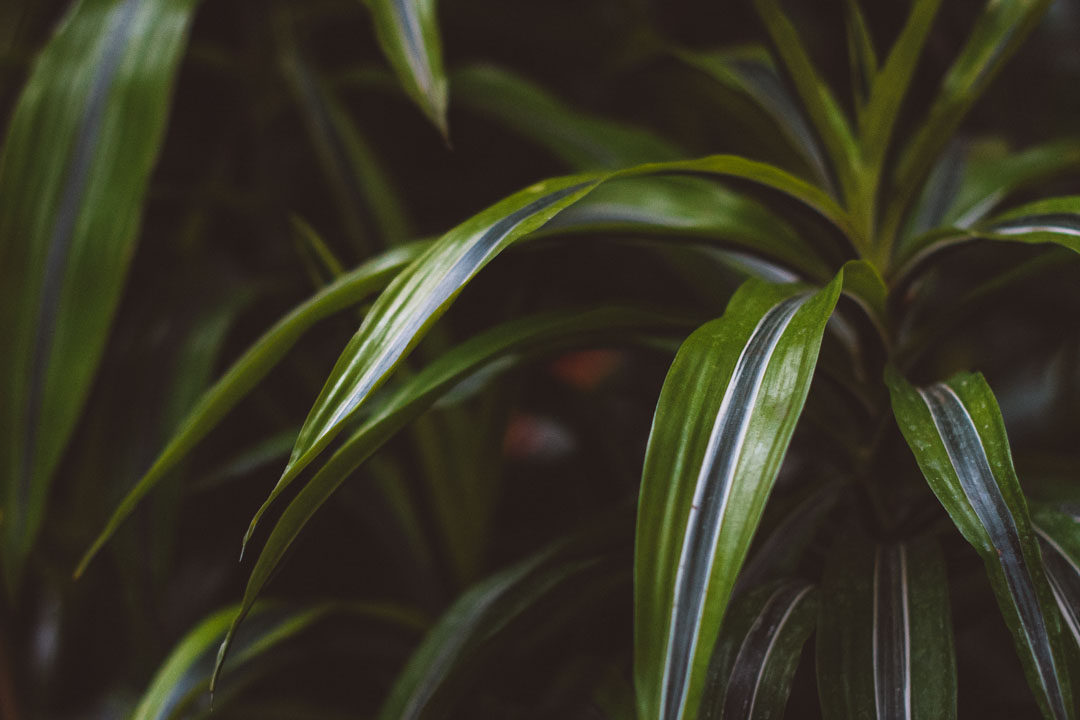 Barbican Conservatory