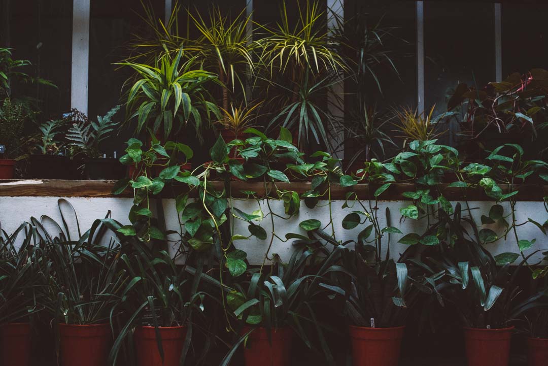 Barbican Conservatory
