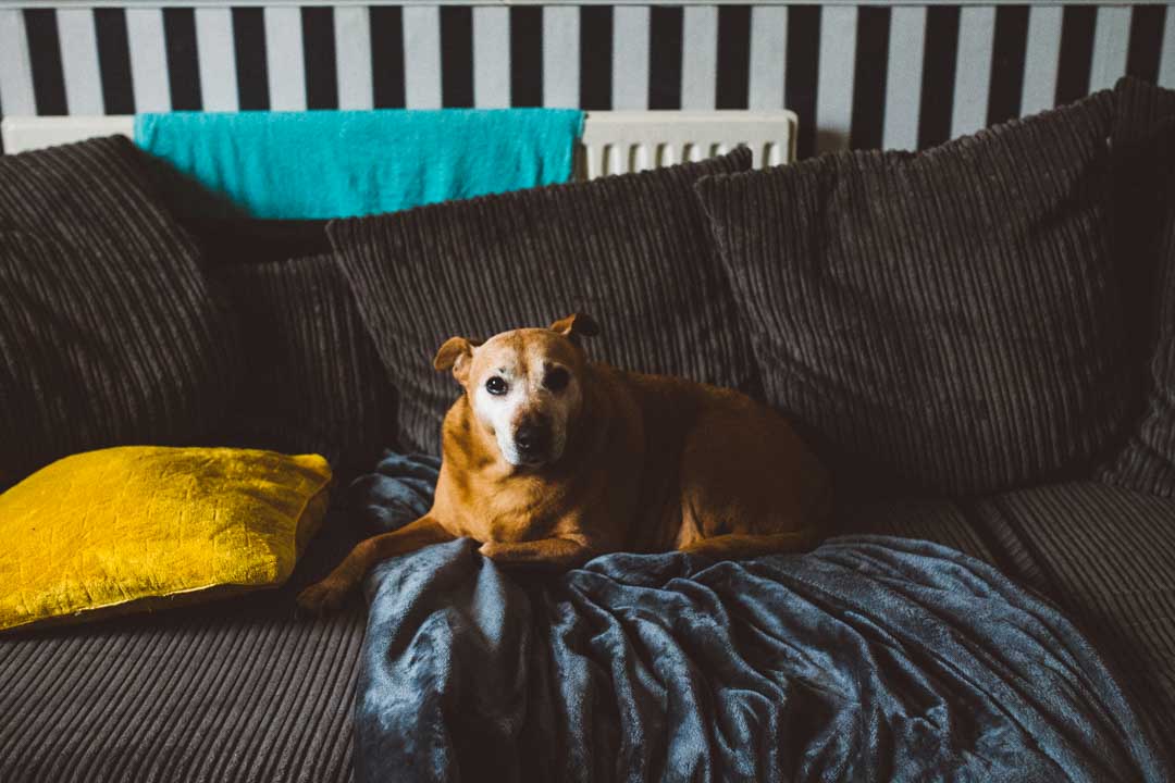 getting ready at home with dog