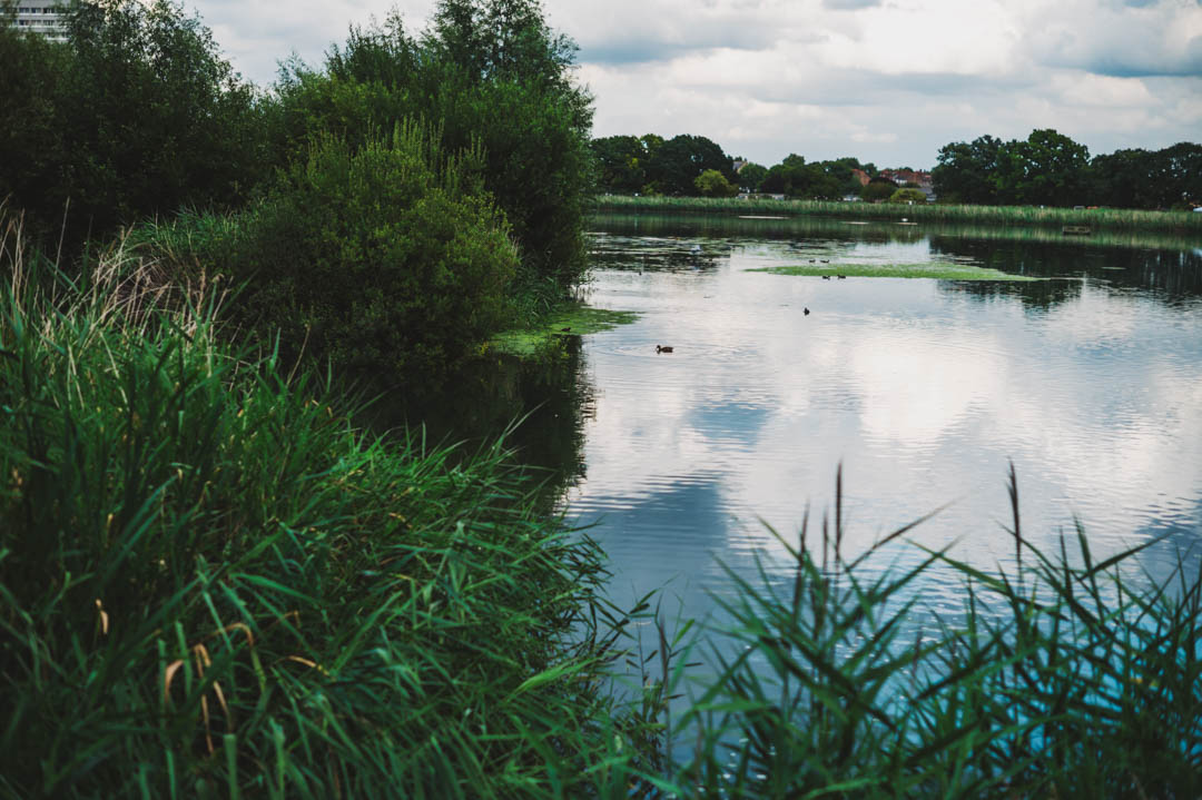 Woodberry Wetlands landscape
